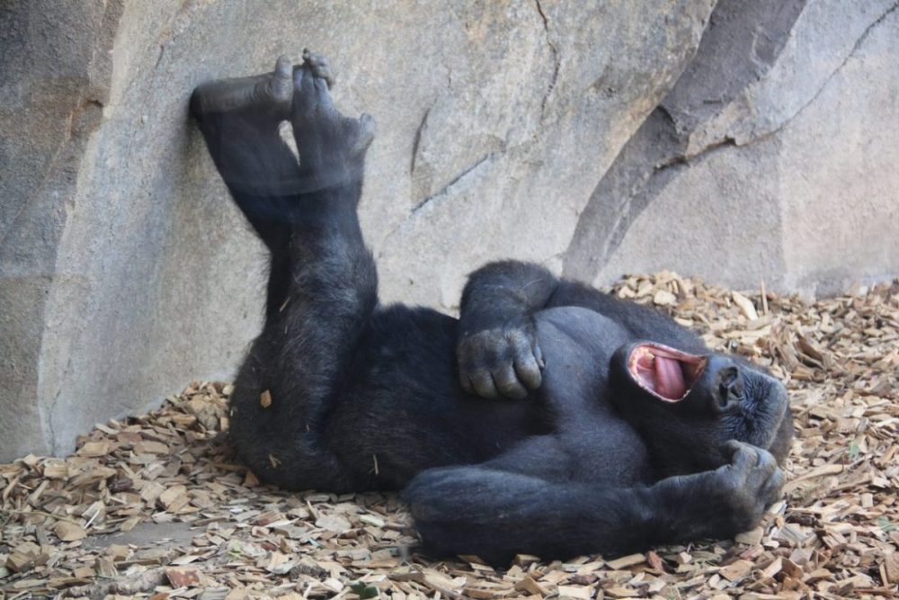 שימפנזה טראמפ