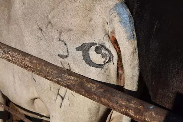 עיניים על עכוזי פרות