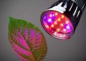 LED grow light