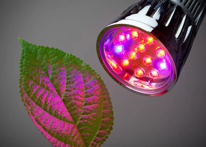LED grow light