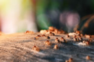 colony-termites-eating-wood_1962-1766-09768055