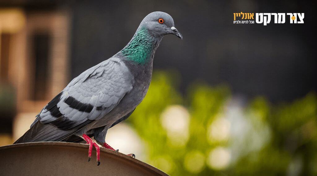 הרחקת יונים – שיטות יעילות ופתרונות שלא הכרתם להרחקת יונים לצמיתות