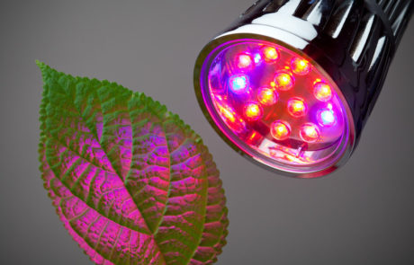 כל מה שצריך לדעת על בחירת תאורה לגידול צמחים