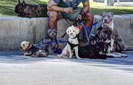 מדוע עליכם להזמין שירות הוצאת כלבים?